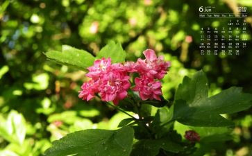小班6月份月工作计划5篇