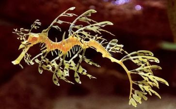 生物八上教案优质6篇