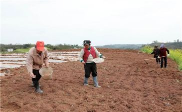 大班播种子教案优秀5篇