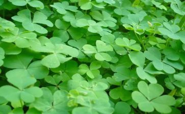 《野草》读后感7篇