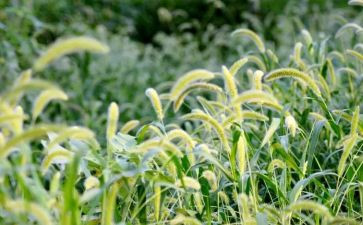 草房子100读后感8篇