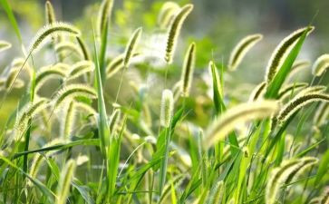 《草原》教学反思通用7篇