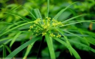 大班稻草画教案8篇