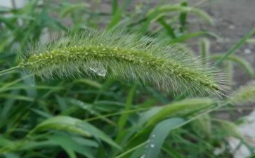 草房子100读后感最新6篇