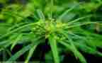草房子100读后感优质5篇