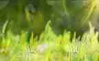 草房子好读后感推荐8篇