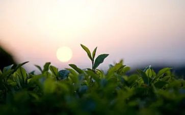 茶与茶文化的心得体会7篇
