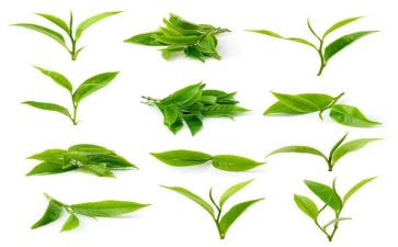 下午茶作文8篇