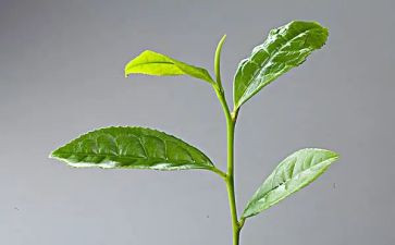关于茶的调查报告范文通用6篇
