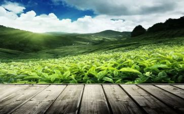 幼儿园中班关于茶的教案精选8篇