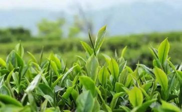 幼儿园中班关于茶的教案优质6篇