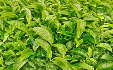 学茶艺心得体会6篇