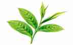 茶文化节领导讲话稿7篇