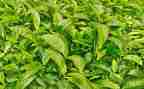 茶调研报告范文推荐6篇
