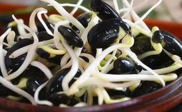摘豆芽的作文参考6篇
