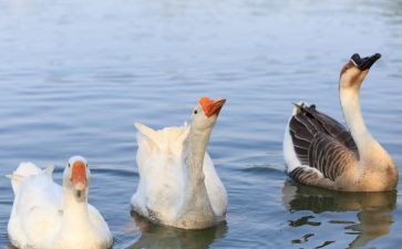天鹅荡的读后感推荐6篇