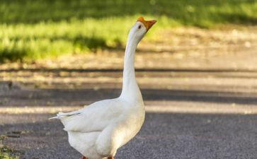 骑鹅读后感300字5篇