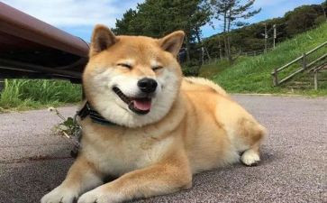 狗的买卖合同精选8篇