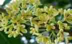 写桂花树的作文400字8篇