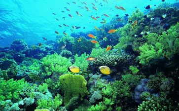 海底两万里读后感350精选6篇