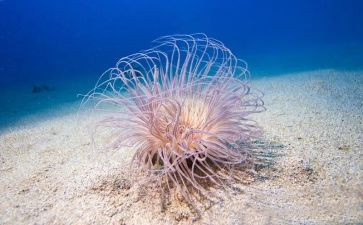 海底两万里读后感350优质8篇