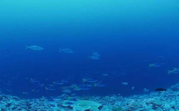 海底两万里初中生读后感6篇
