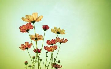 梦想的花教案通用8篇