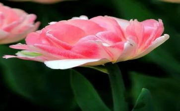 梦想的花教案6篇