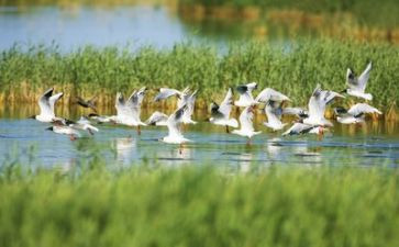 关于h环境调查报告范文6篇