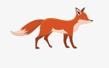 小狐狸的枪和炮教案通用5篇