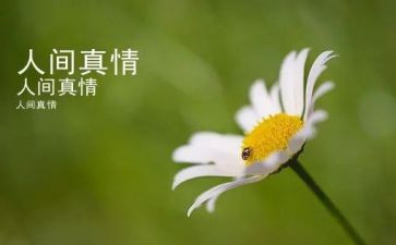 真情的作文800字5篇