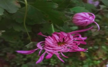 关于菊花的作文优质7篇