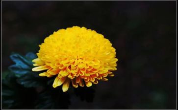 关于菊花的作文6篇
