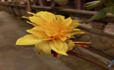 菊与刀读后感1500字5篇