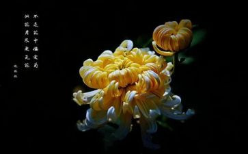 雏菊作文5篇