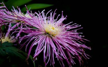 菊与刀读书心得300字参考8篇