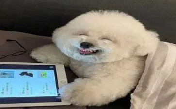 开心的作文300字5篇