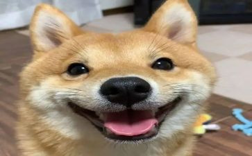 我开心作文500字最新8篇