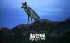 狼图腾读后感1000字左右6篇