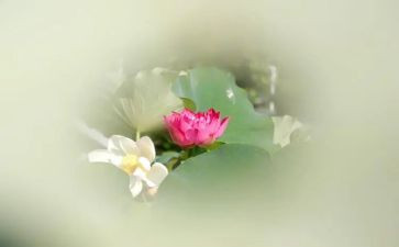 宝莲灯观后感6篇