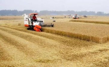 关于粮食的调查报告5篇
