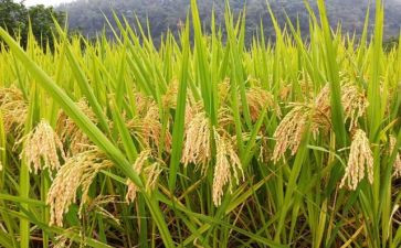 节约粮食作文400字5篇