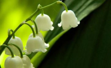 铃兰花作文参考5篇