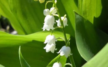 铃兰花作文300字6篇