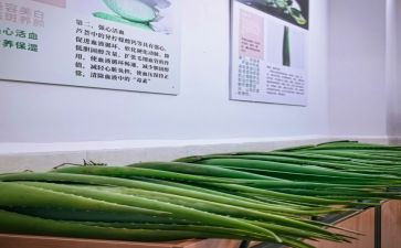 写芦荟的作文400字8篇