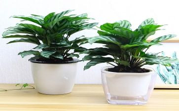绿色校园工作总结5篇