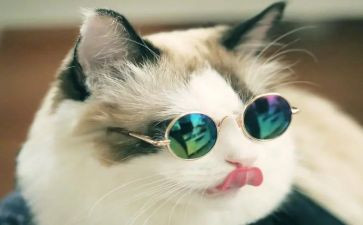 我与猫作文优质6篇