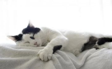 黏上我的猫演讲稿参考7篇
