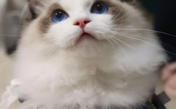 黏上我的猫演讲稿最新8篇
