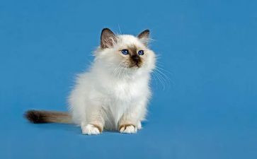天猫618总结报告7篇